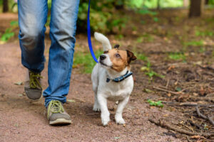 A man was walking his dog in Rehnert Park when they were both struck and killed by a vehicle.